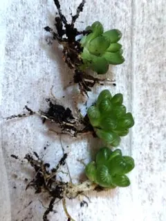 多肉植物　オブツーサ　ハオルチア　3株