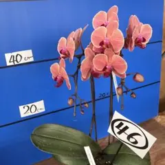 キロロ様 リクエスト 2点 まとめ商品