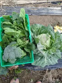 【あんこ様専用】新鮮な野菜セット