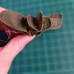 ガステリア カキコ2個付き　斑入り 多肉植物 抜き苗のサムネイル