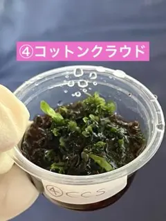 2026年最新】cotton cloud ビカクシダの人気アイテム - メルカリ