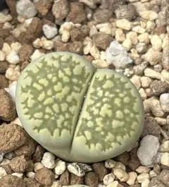 くぅー様専用商品