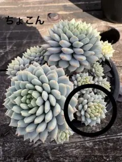 2025年最新】ミックスベリアの人気アイテム - メルカリ