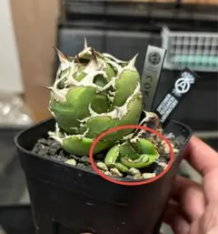 P*☆様 COK CG01アガベ PLANET ROCK PLANTS 発根済み - メルカリ
