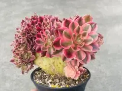 2026年最新】アエオニウム綴化の人気アイテム - メルカリ