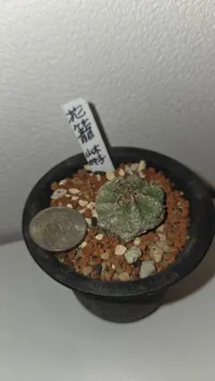 t*e様 ◆オークション　花籠　発根株　サボテン　多肉植物 t*e様 ◇オークション 花籠 発根株 サボテン 多肉植物 2025年