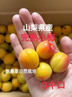 山梨県産　完熟小梅　無農薬自然栽培　３キロのサムネイル