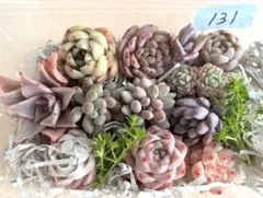 多肉植物韓国苗寄せ植えセット【現品☆メルカリ便】131