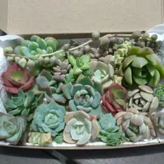 多肉植物 エケベリア等 詰め合わせ カット苗のサムネイル