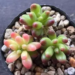 kumi様 リクエスト 2点 まとめ商品