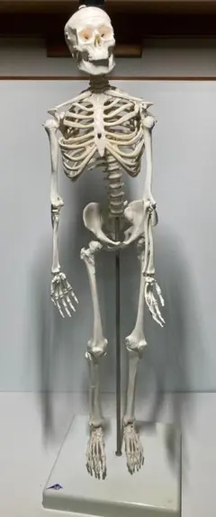 骨模型 3b scientific gmbh 等身大 マックス・骨格モデル，直立型スタンド仕様 | 日本スリービー