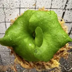 ④【新春お年玉セール】大人気 希少品種 リドレイ パカラン［育成ガイド付］