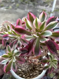 多肉植物。 アエオニウム V錦 法師錦抜き苗 - メルカリ