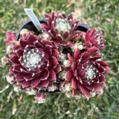 rocca様 リクエスト 3点 まとめ商品