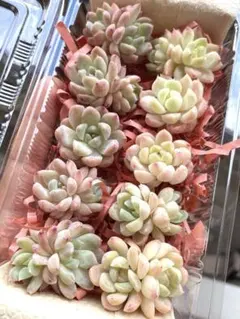 SALE 61❣️10苗詰め合わせセット❣️多肉 韓国苗 寄せ植え カット苗のサムネイル