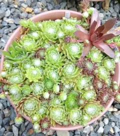 お値下げ！！ センペルビウム　詰め合わせセット