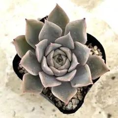 多肉植物 プリンセスティアラ ミックスベリア おらいさん苗 札なし
