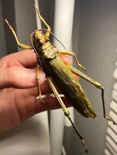 イビルジョーのようなバッタ 標本直翅類 カマキリ マンティス ナナフシコノハムシ