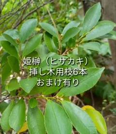 国産 姫榊 ヒサカキ 挿し木用枝 6本 ＋おまけ有り クリックポスト発送のサムネイル