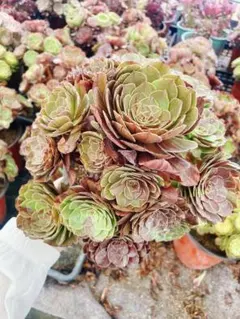 アエオニウム　3種セット　メルカリ便発送aeonium☆Princess アエオニウム 3種セット メルカリ便発送aeonium☆Princess様専用