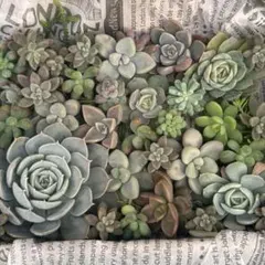 多肉植物 カット苗 詰め合わせセット⑤