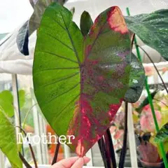 2025年最新】コロカシア ピンクの人気アイテム - メルカリ