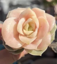 m様 ご専用　值引100円　おまけ付き　リクエスト 7点 まとめ商品