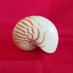 オウムガイ 貝殻