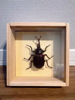 カブトムシ ガラス標本 木製ケース入り