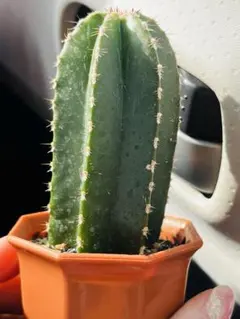 ユッキー様 リクエスト 2点 まとめ商品