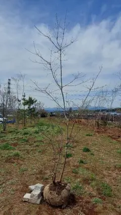 ミツバツツジ ――雑木 自然樹形 アオダモ アオハダ　モミジ　山彩―― ミツバツツジ ――雑木 自然樹形 アオダモ アオハダ モミジ 山彩
