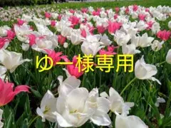 レッスンバッグ、お弁当袋