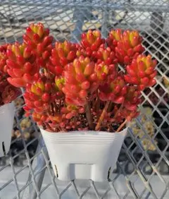 セダム 多肉植物 紅葉可愛い　虹の玉　10.5cmポット