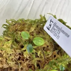 2025年最新】ホマロメナ kztの人気アイテム - メルカリ