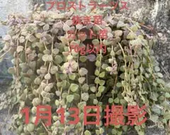 みゅう様 リクエスト 3点 まとめ商品