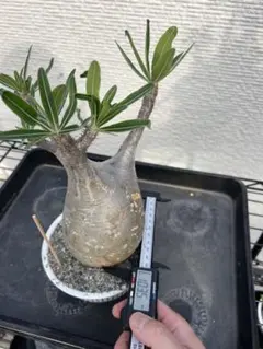 アデニウム 塊根植物 巨大 15号 - メルカリ