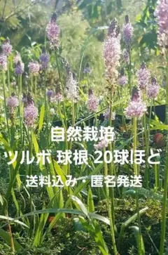 ツルボ 球根 20球ほど