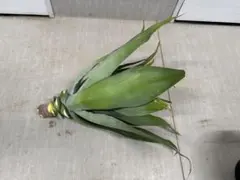 2025年最新】アガベ アテナータの人気アイテム - メルカリ