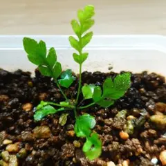 【速達】ブレクナム・オブツサタム Blechnum obtusatum オブオブのサムネイル