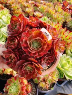 多肉植物。霁月法師錦抜き苗25頭 - メルカリ