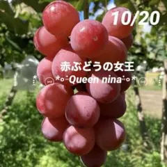 シャインマスカット苗木１株、クイーンニーナ苗木１株 シャインマスカット苗木とクイーンニーナ苗木 ぶどう苗木 pvp