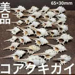 美品　フィリピン産　コアクキガイ　30点セット
