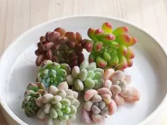 46　カット苗セット　多肉植物