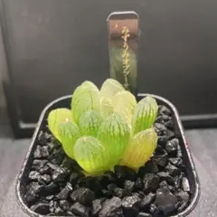 s*a様 みずうみオブツーサ鮮明錦　超美株　良斑　おおきめ