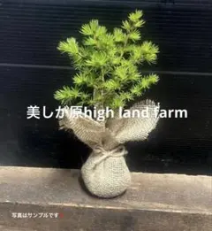 カラ松の苗木　約15㎝‼️ミニ盆栽　苔玉などに♪のサムネイル