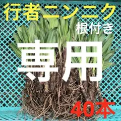 2026年最新】行者ニンニク苗100本の人気アイテム - メルカリ