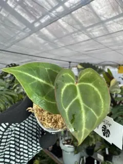 まに様 リクエスト 2点 まとめ商品