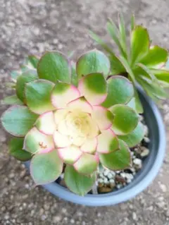 ダークローリー　1カット　中苗　アエオニウム ダークローリー 1カット 中苗 アエオニウム