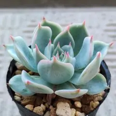 パステルブロッサム　ミックスベリア　おらいさん苗　多肉植物