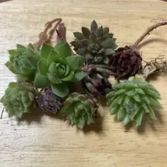 2026年最新】多肉植物 センペルビウム セットの人気アイテム - メルカリ